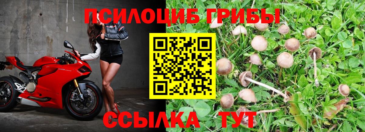 Псилоцибиновые грибы ЛСД  Псилоцибиновые грибы ЛСД  Салехард  Вход с VPN 
